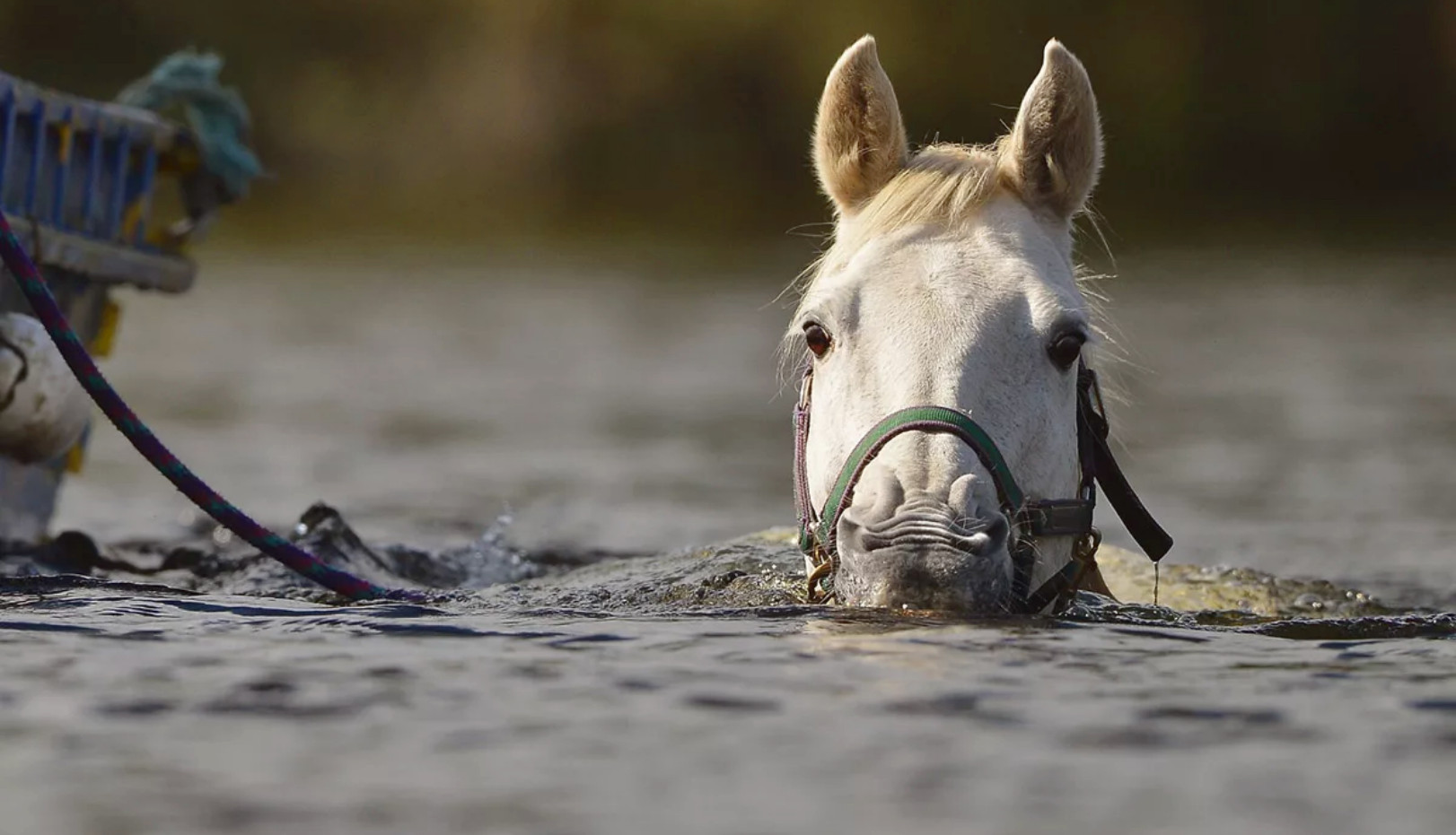 Лошадь плывет в реке